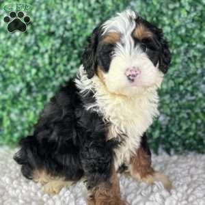 Charlie, Mini Bernedoodle Puppy